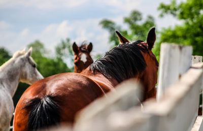 Horses in ranch against sky blurred background 