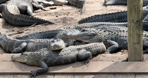 High angle view of crocodile resting