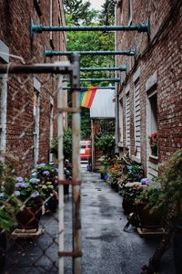 Potted plants on alley amidst buildings