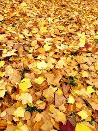 High angle view of maple leaves on field