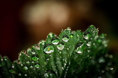 Close-up of wet plant leaves during rainy season