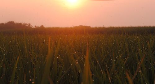 Crops growing on field against sky during sunset