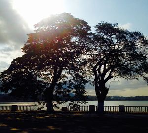 Tree by water against sky