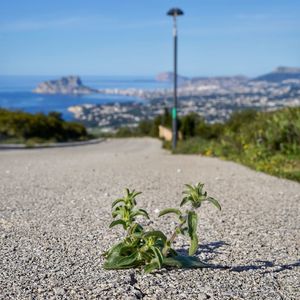 Close-up of plant by road against sea