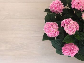 High angle view of pink flowering plant
