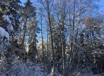 Low angle view of trees in forest during winter
