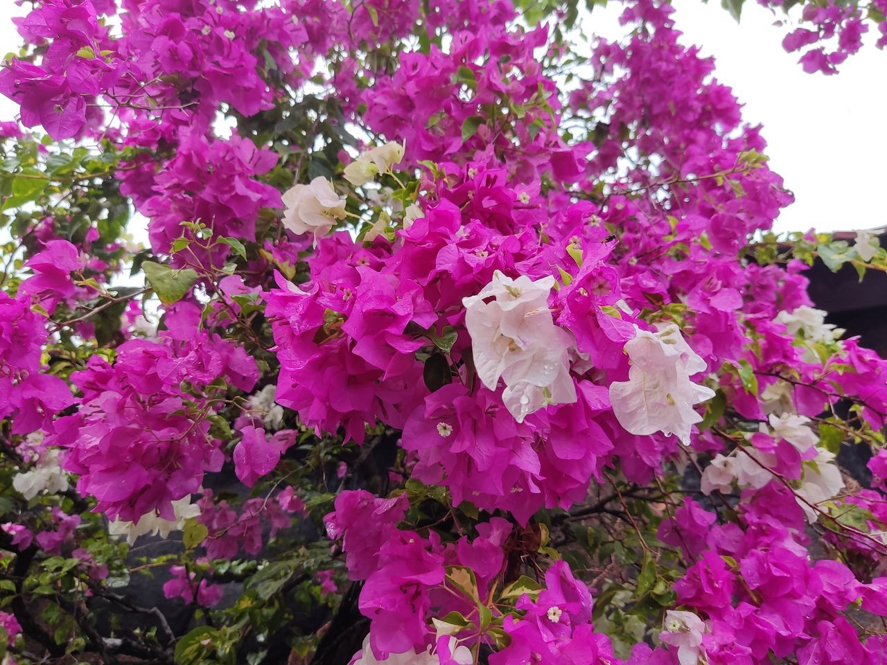 plant, flower, flowering plant, beauty in nature, freshness, growth, pink, fragility, nature, day, petal, no people, shrub, close-up, bougainvillea, blossom, springtime, outdoors, flower head, inflorescence, botany, tree, lilac, purple