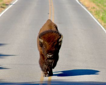 View of a horse on the road