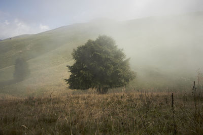 Trees on field against sky