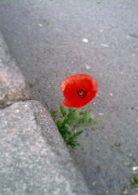 Close-up of red poppy flowers