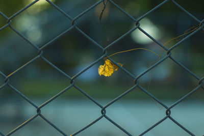 Close-up of yellow chainlink fence