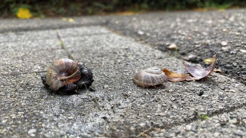 Close-up of shells on road