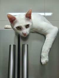 Close-up portrait of white cat at home