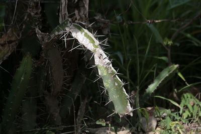 Close-up of insect on spider web