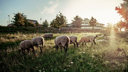 Sheep grazing in a field