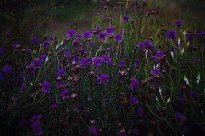 Close-up of purple flowers blooming in field
