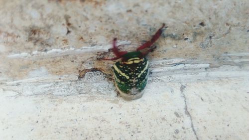 Close-up of insect