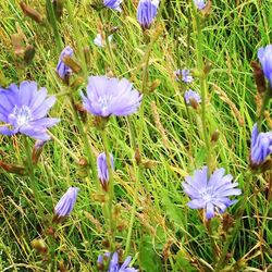 Close-up of purple flowers blooming in field