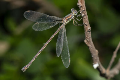 Close-up of dragonfly on plant