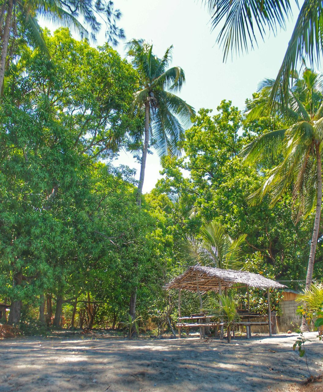 VIEW OF TREES BY SWIMMING POOL AGAINST SKY