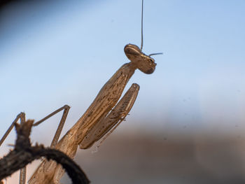 Close-up of lizard