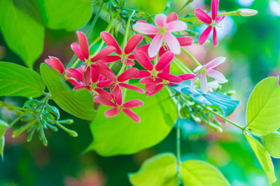 Close-up of red flowering plant