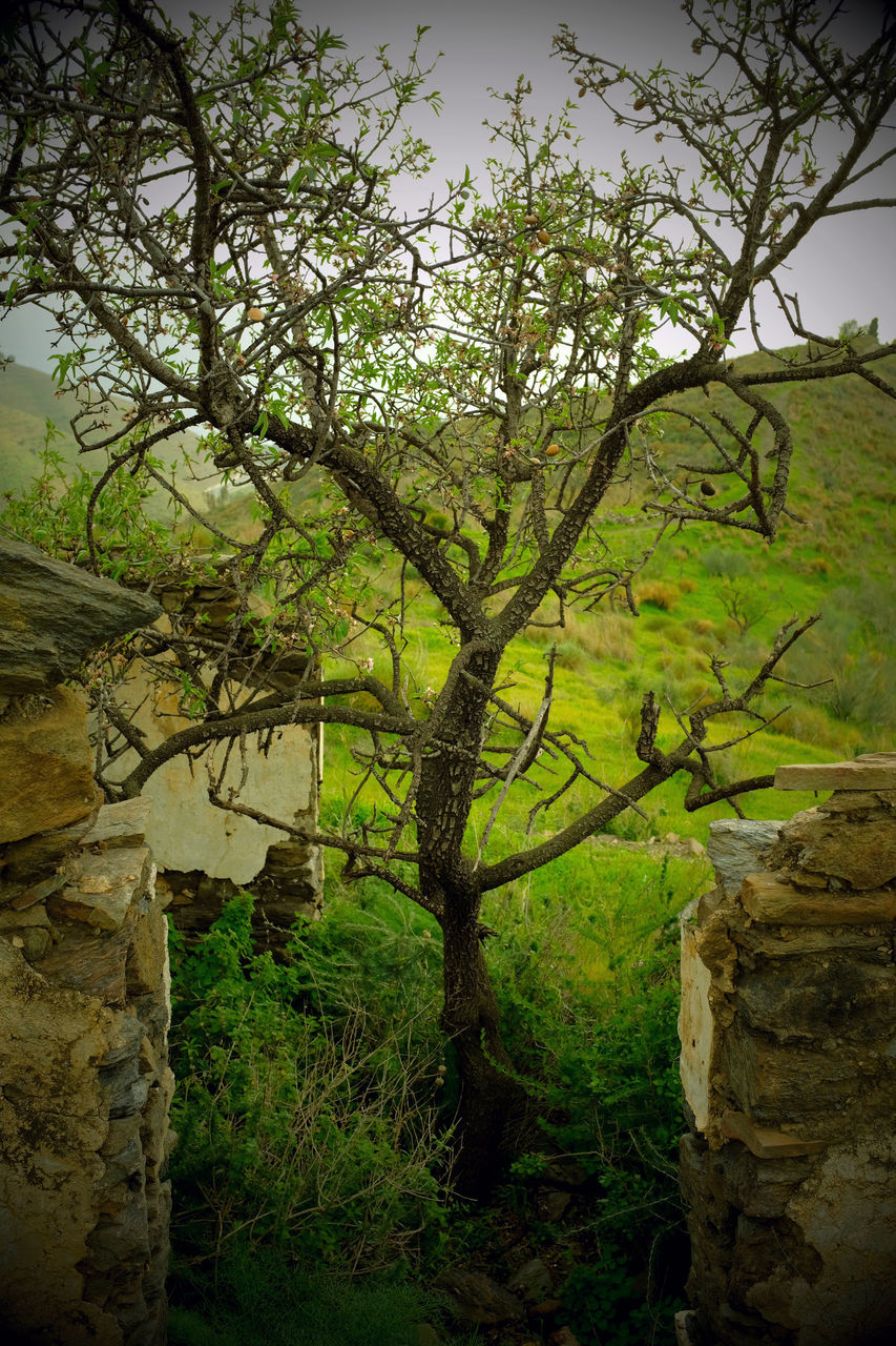 VIEW OF TREE TRUNKS