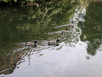 Ducks swimming on lake