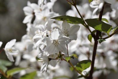 Close-up of white flowers blooming on tree