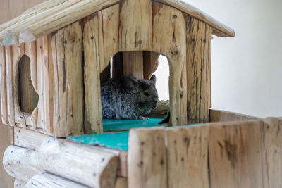 Chinchilla sleeping