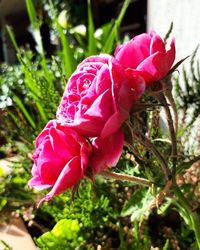 Close-up of pink rose blooming outdoors