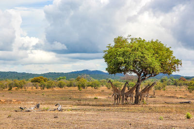 Wild african giraffes in mikumi national park in tanzania in africa on safari