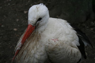 Close-up of white bird