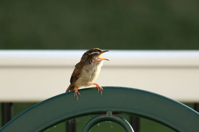 Close-up of bird perching outdoors