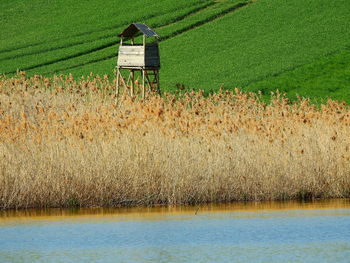 Scenic view of agricultural field