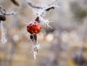 Close-up of red berries covered with snow on plant