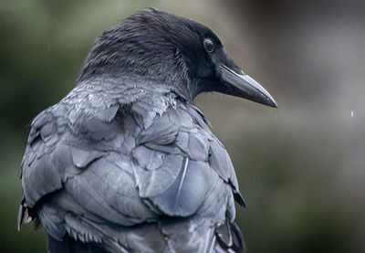 Close-up of bird