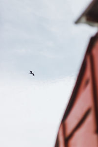 Low angle view of bird flying