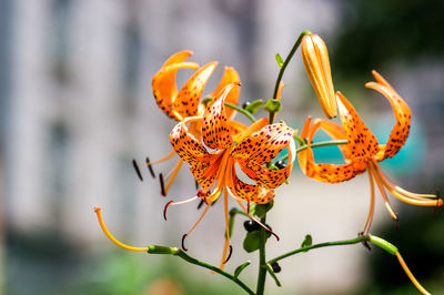 Close-up of butterfly pollinating on flower