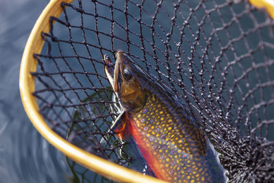 Close-up of fish