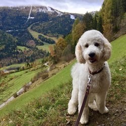 Portrait of dog on field against sky