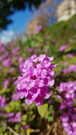 Close-up of pink flowers blooming outdoors