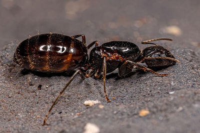 Close-up of insect