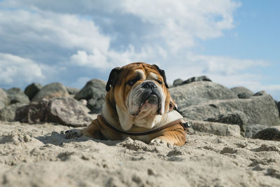 Dog relaxing on rock