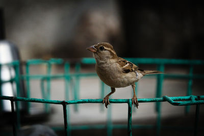 Close-up of bird perching on metal fence