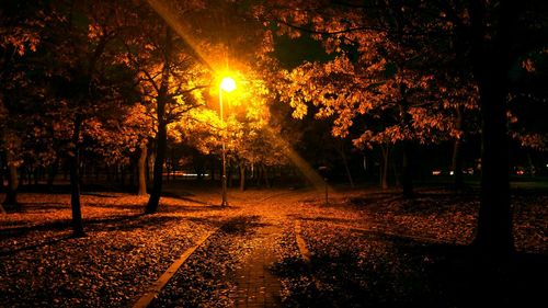 Illuminated trees against sky at night