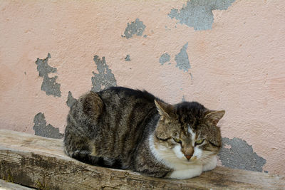 Cat is resting on a wooden beam in front of an old wall and look down, with copy space