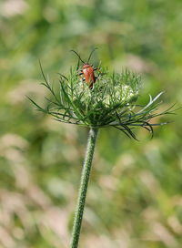 Close-up of insect on plant