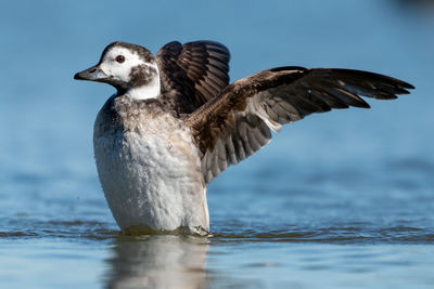 Close-up of bird flying over sea