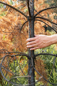 Male hand touching trunk of burnt pine tree  yellow crown after fire drought climate change forest 